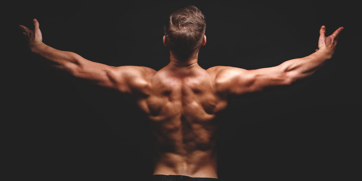 Best Back Programme Get Your Back on Track: The Ultimate Back Workout Routine for Strength ...