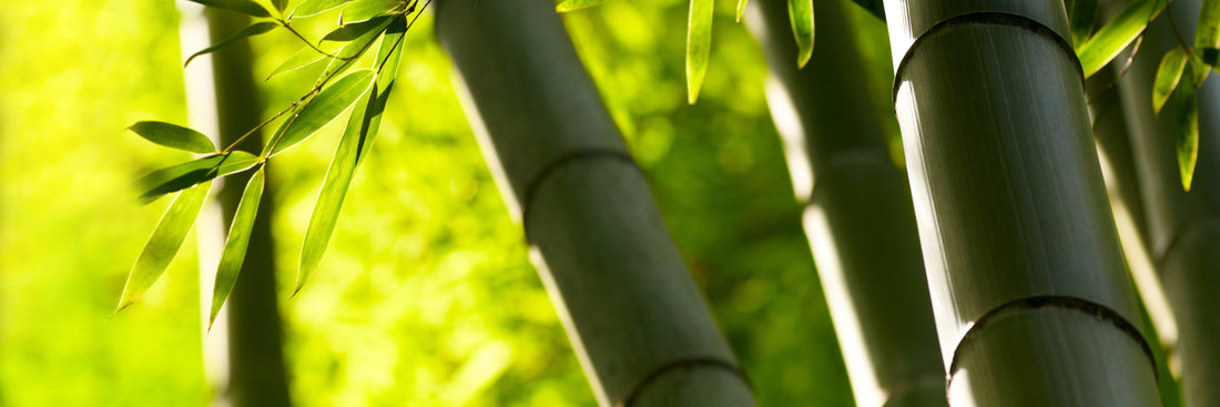 Bamboo Briefs and Beyond: A Comprehensive Guide on Bamboo Underwear