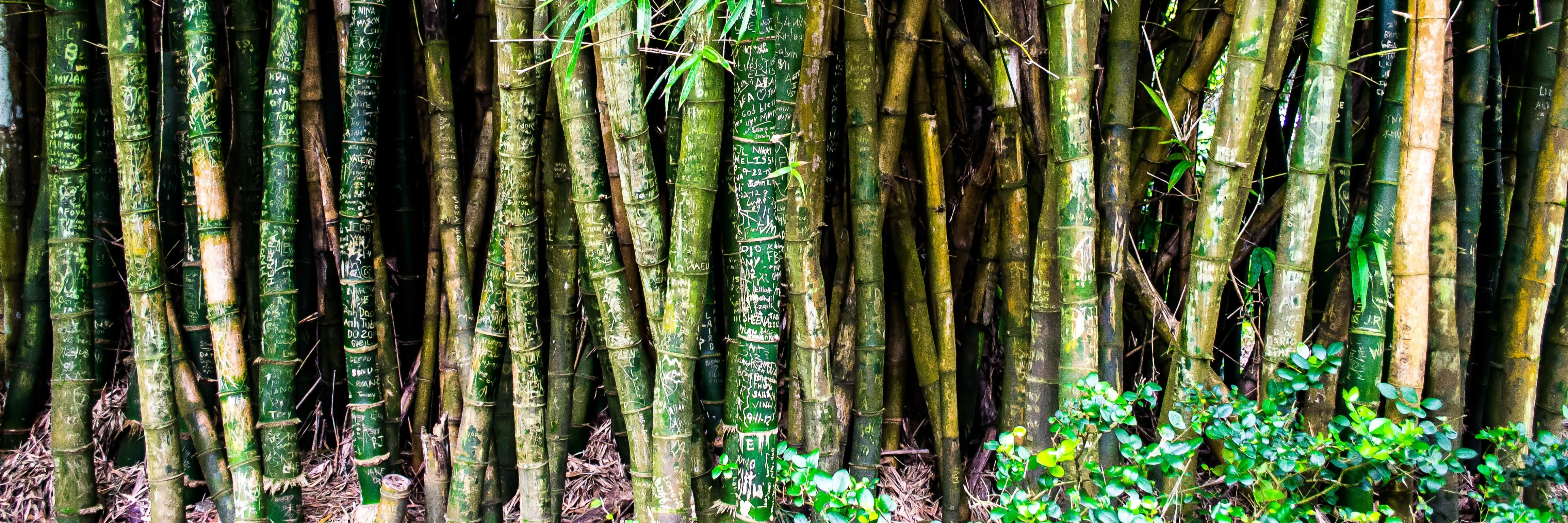 Haawi: Sustainable Bamboo Cotton Underwear