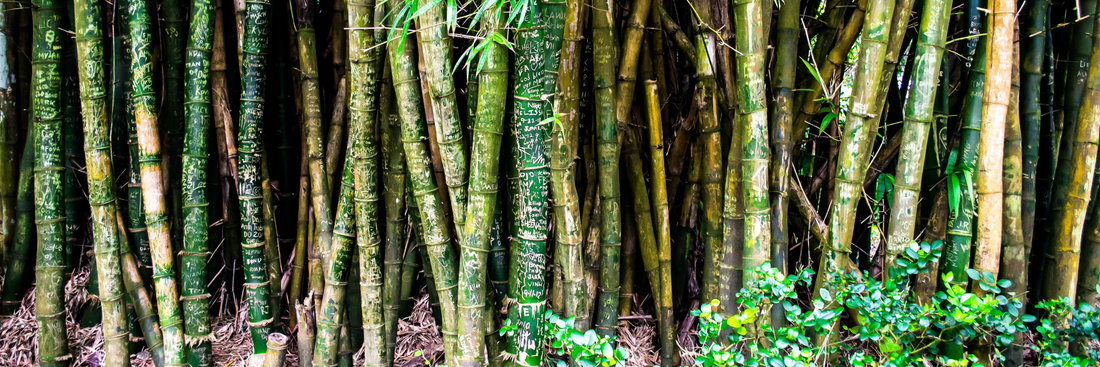 5 Reasons Why Bamboo Is A Better Fabric